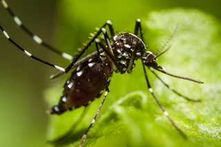 Malaria behandeln & vorbeugen - 121doc