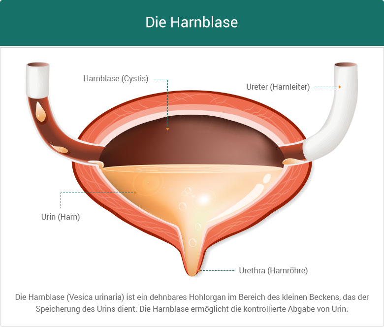 ᐅ Harninkontinenz (Blasenschwäche) Ursachen & Behandlung