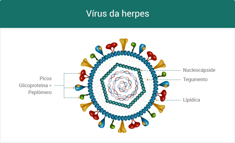 Herpes genital tratamento e sintomas do herpes simplex