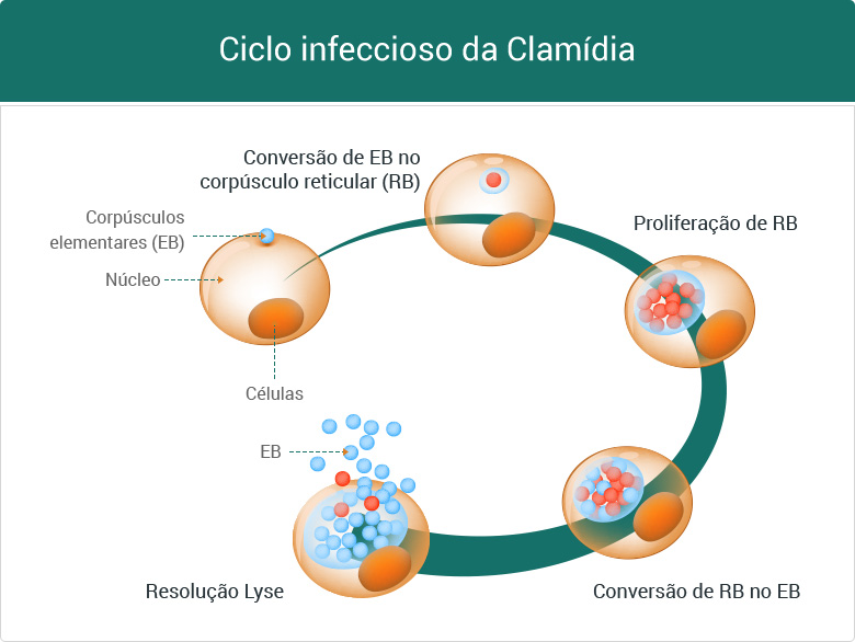 Ciclo infeccioso de Clamídia