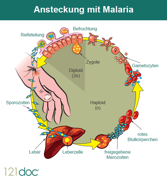 malaria_mit