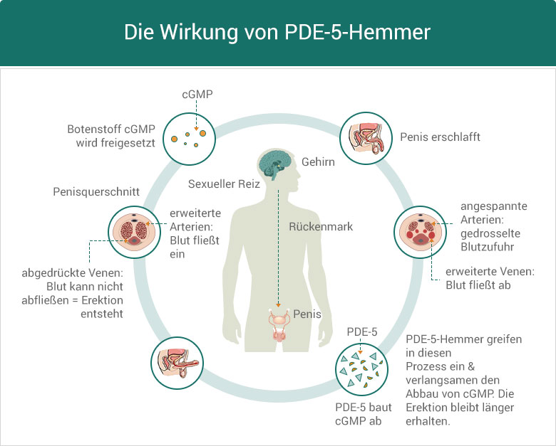 Die Wirkung von PDE-5-Hemmer